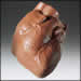 Chocolate Human Heart - 1lb Anatomically Correct